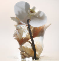 Salt Water Vanilla Nourishing Body Oil